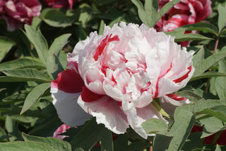 【山东】菏泽 赏牡丹自助一日游攻略。