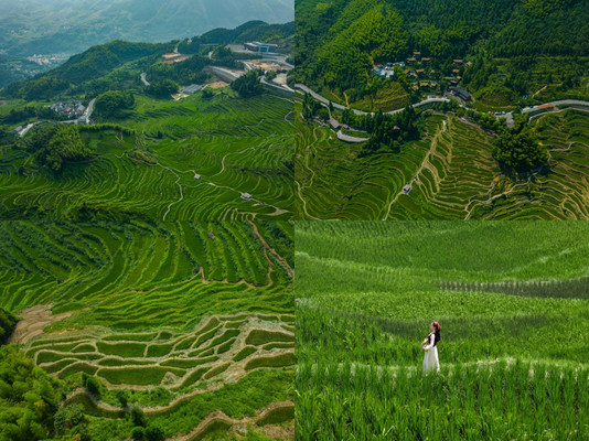 【一半烟火入世间，一半诗意许清欢】记丽水云和梯田之旅