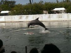 Theater of the Sea-伊斯拉莫拉达