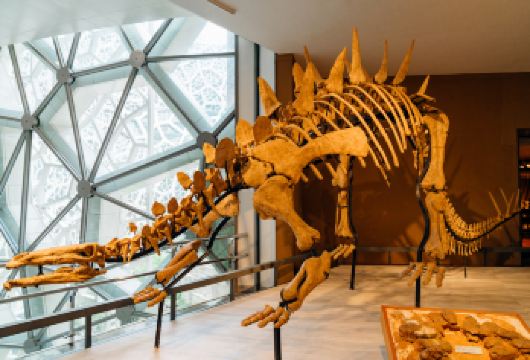 上海自然博物馆【2.5小时大咖讲师透彻讲解｜门票可帮代买】【孩子放假想去的场馆：上海自然博物馆】