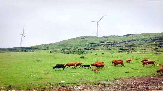 山花牛奶牧場(觀清路店)
