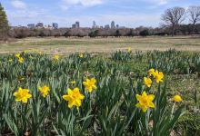 Dorothea Dix Park景点图片