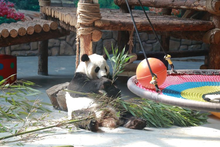 西宁熊猫馆