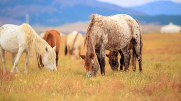 Chilechuan Grassland