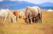 敕勒川草原-呼和浩特