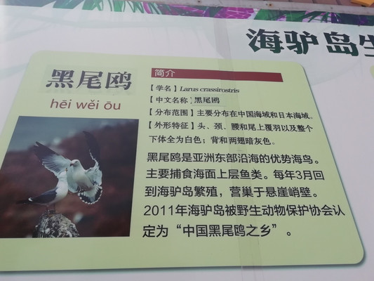 威海西霞口夏日游记