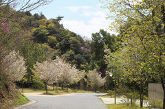 直岛町游记图片] 2019年4月日本高松，两个人的旅行