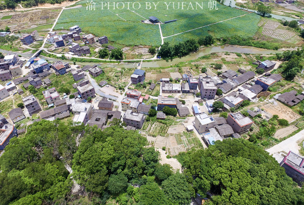 广东的国家森林乡村,隐于珠三角后花园的古香樟林,至今鲜为人知