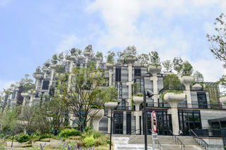 上海小众景点——天安千树