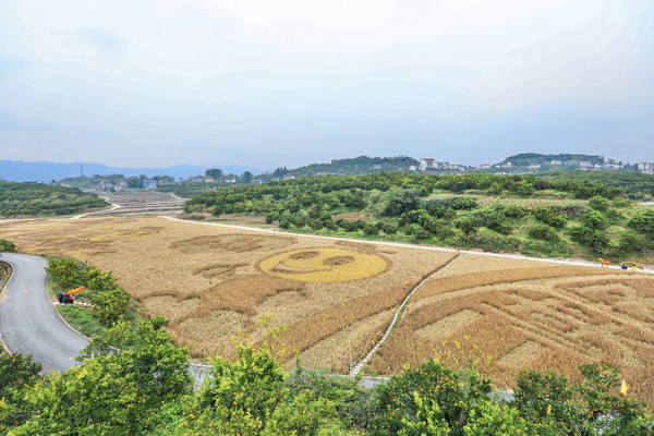 三峡橘乡,柑橘之城,实现柑橘自由,体验田园生活!