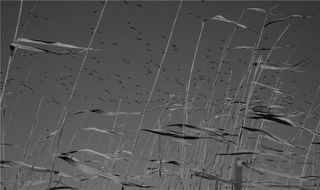 伏正江:《这一方热土》之《湖上渔者》