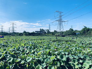 天府新区/西博城地区游记图文-舞月荷花，没有荷塘月色的野蛮生长