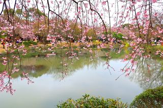 踏青寻芳 不负春光 2023年3月樱花季江苏无锡赏樱小记