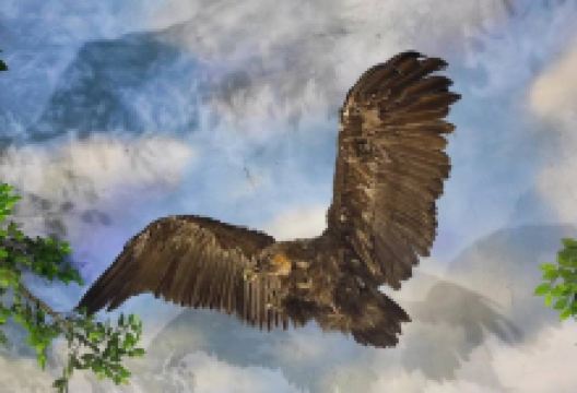 中国莫莫格湿地博物馆景点图片