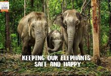 清迈大象丛林保护区景点图片