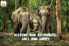 清迈大象丛林保护区-清迈