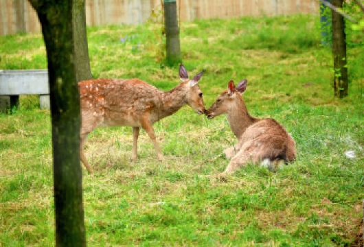 西安千古情+秦岭四宝科学公园一日游【*深度体验浸式演出*】【[品质出行]精致小团、三环内接送、出行无忧】