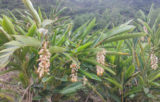 艳山姜,十八弯山路的宽容