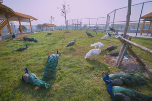 黄梅游记图文-黄梅鄂东动物王国简直是我的快乐源泉