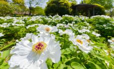 苏州中国花卉植物园-苏州-C-IMAGE