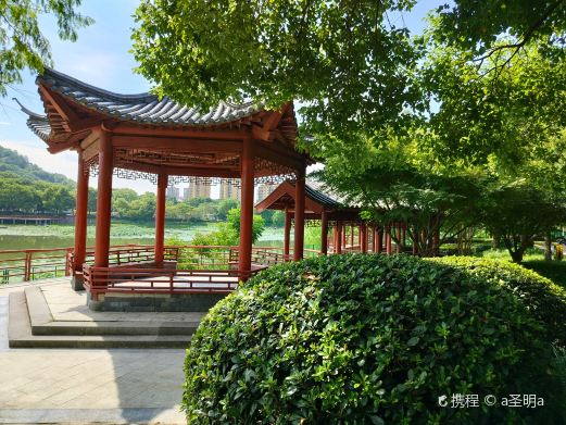 樟树广场