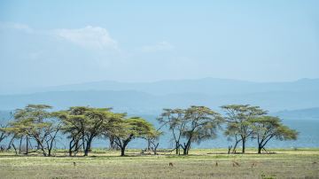 Lakes NAIVASHA - Crescent Island