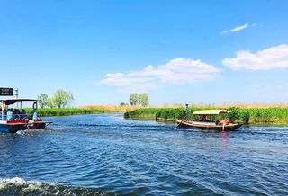 白洋淀上荡飞舟，芦苇丛丛碧连天（王志明）