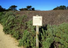 洛博斯角州立保护区-蒙特雷县-小小呆60