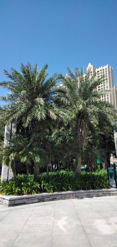 滨海公园-惠州-爱旅游的大树