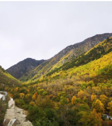 坝乡游记图文-虫草之乡——坝乡原始森林