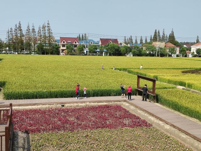 合庆郊野公园旅行图片 2