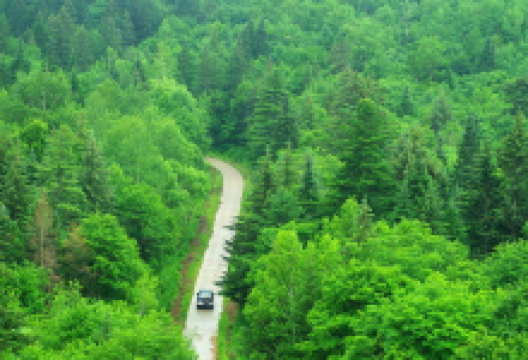 鹤岗小兴安岭林区景点图片