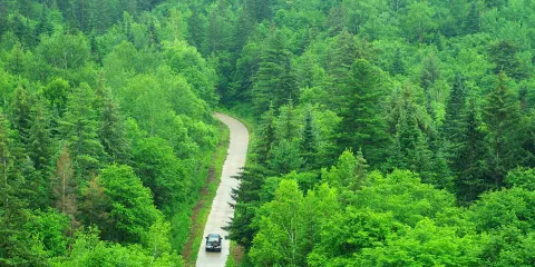 鶴崗小興安嶺林區