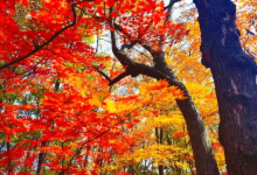 红石国家森林公园景点图片
