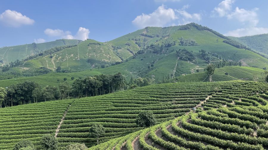 白茶原·安吉白茶观景平台