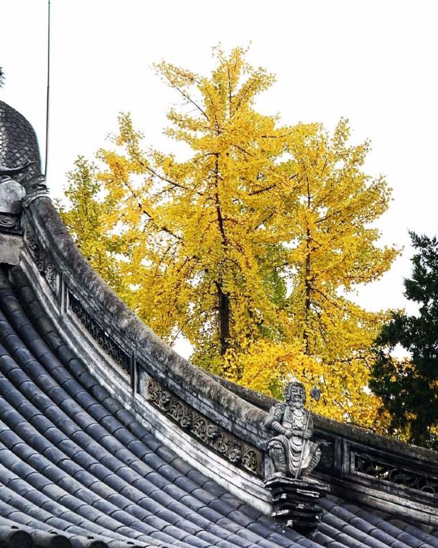 龙华塔旅行图片 3