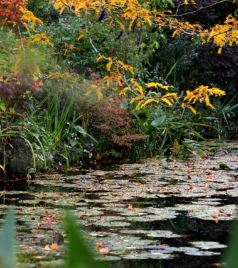 吉维尼游记图文-一年只有几个月开放的莫奈花园，秋天是最安静的时候