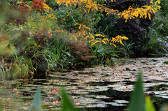 吉维尼游记图片] 一年只有几个月开放的莫奈花园，秋天是最安静的时候