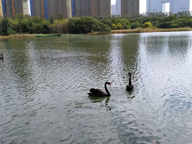 五缘湾湿地公园旅行图片 5