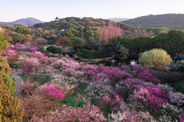江南第一波花潮导航家庭出游,无锡梅园百年芳馨,聊赠一枝春