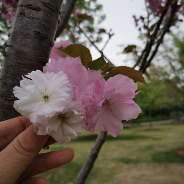 奉浦四季生态园旅行图片 1