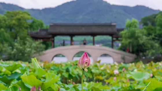 荷花莊