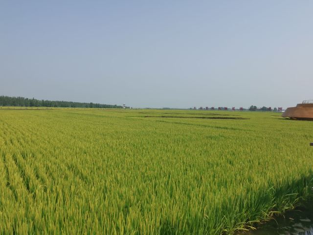 红光稻田公园旅行图片 3