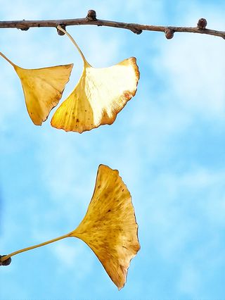 红黄蓝绿相约在秋季 —— 舟山宁波杭州9天