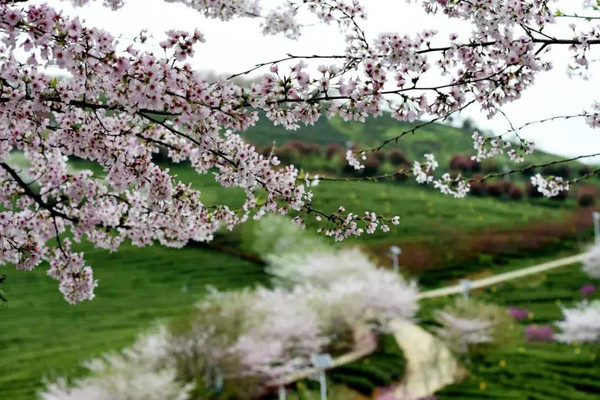 乡游黔中· 余庆县 二龙村丨春风悄入乡,悠悠一盏茶香浓