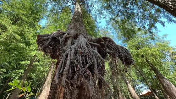 銅鑼灣生態旅遊景區