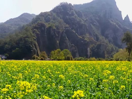 鼎湖油菜花观景点