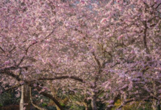 城北公园景点图片