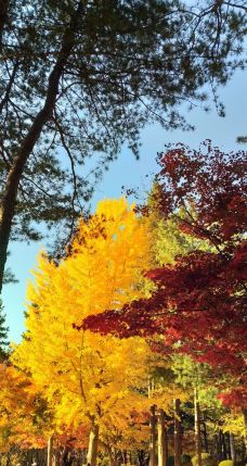水杉大道-春川市-貓貓達