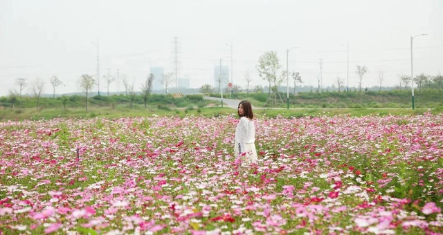 波斯菊、荷花、百日菊…三水超美花海又来了！踏春速约！